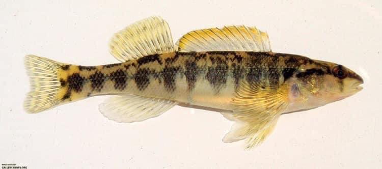 FisHecke's tweet photo. Since today is Halloween, here is the Halloween Darter (Percina crypta). This species is endemic to the Apalachicola River basin of Alabama, Florida, and Georgia.

Photo Credit: Nate Tessler.

Happy Halloween! https://t.co/SsLEyenRUN