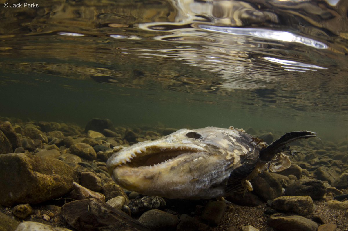 JackPerksPhoto's tweet photo. Although some salmon do spawn multiple years many male salmon will die essentially shagging themselves to death spawning with multiple females and guarding redds. The carcusses then go on to feed many other species keeping the river alive. #atlanticsalmon #spawningwatch https://t.co/ji3Uy6XGDV
