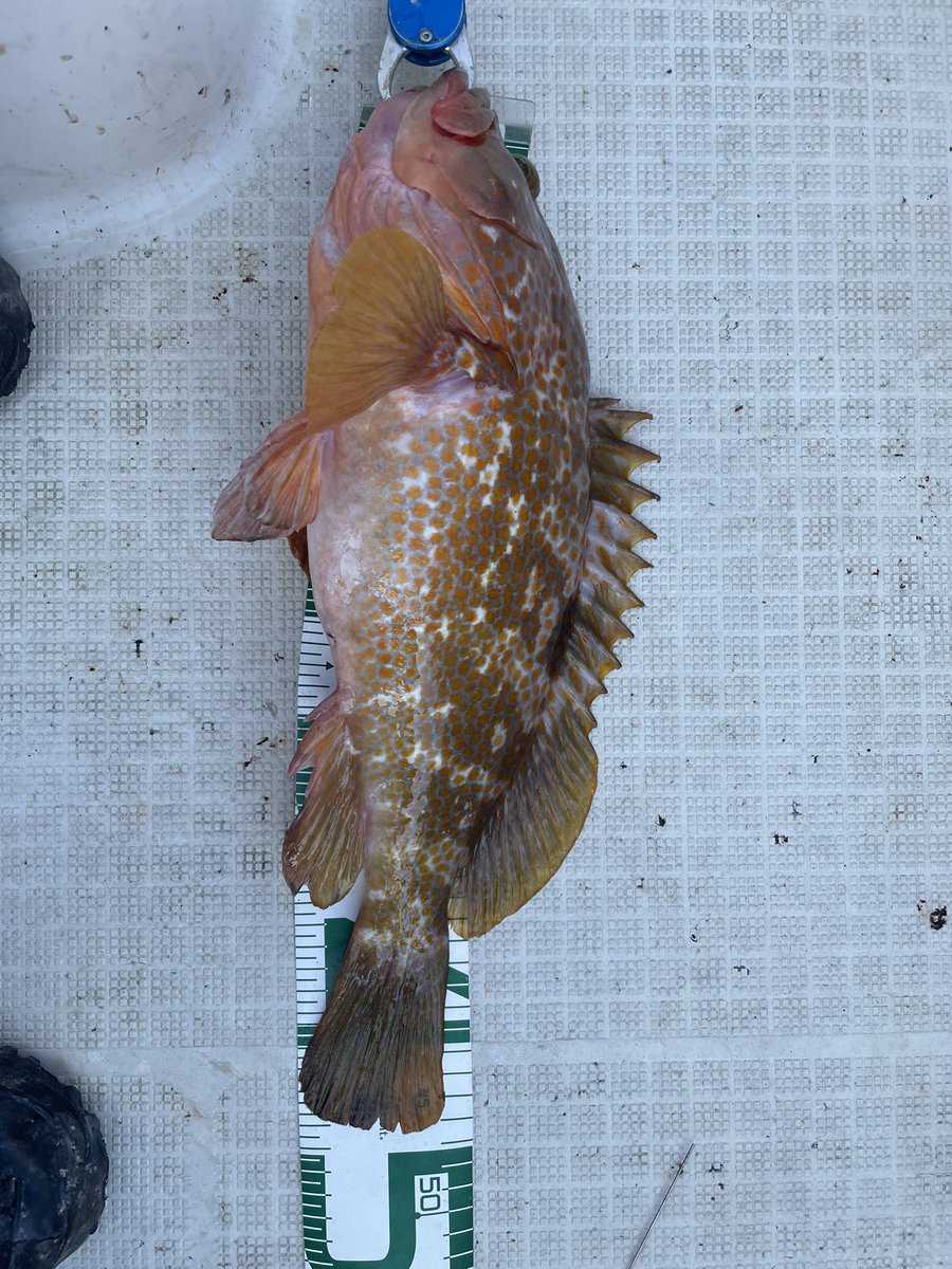 yjtkd4's tweet photo. 今日はマイボート初出船
朝からヨコワとシイラの猛攻でリリースオンパレード😭
同船者がハマチ、メジロ、サワラと釣れてる中昼前にようやくサワラゲット👍
昼前にアコウ狙いでタイラバタックルでまさかの自己記録更新の47cmアコウ😁
#シマノ
#ジギング
#タイラバ
#エンゲツ
#日本海 https://t.co/xa2WDJ6eu5