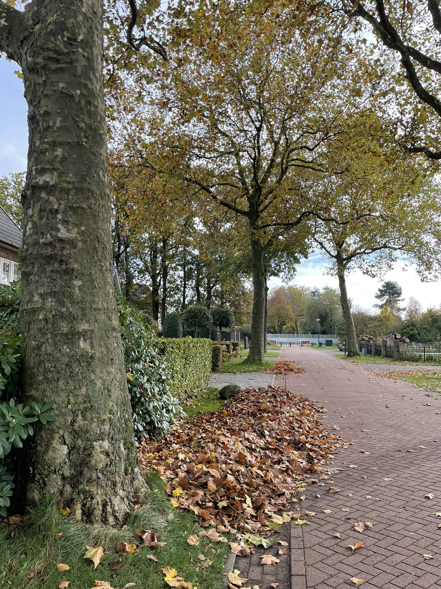 bedaelektro's tweet photo. @gemVeenendaal graag zien wij maandagochtend een veegwagen bij ons in aan Middelbuurtseweg 5c om het blad op te ruimen. Wij hadden het zelf liever in een bladkooi gestopt maar die komt ook dit jaar weer te laat! #ACV #bladkooi #herfst https://t.co/4GAdCN4p1F
