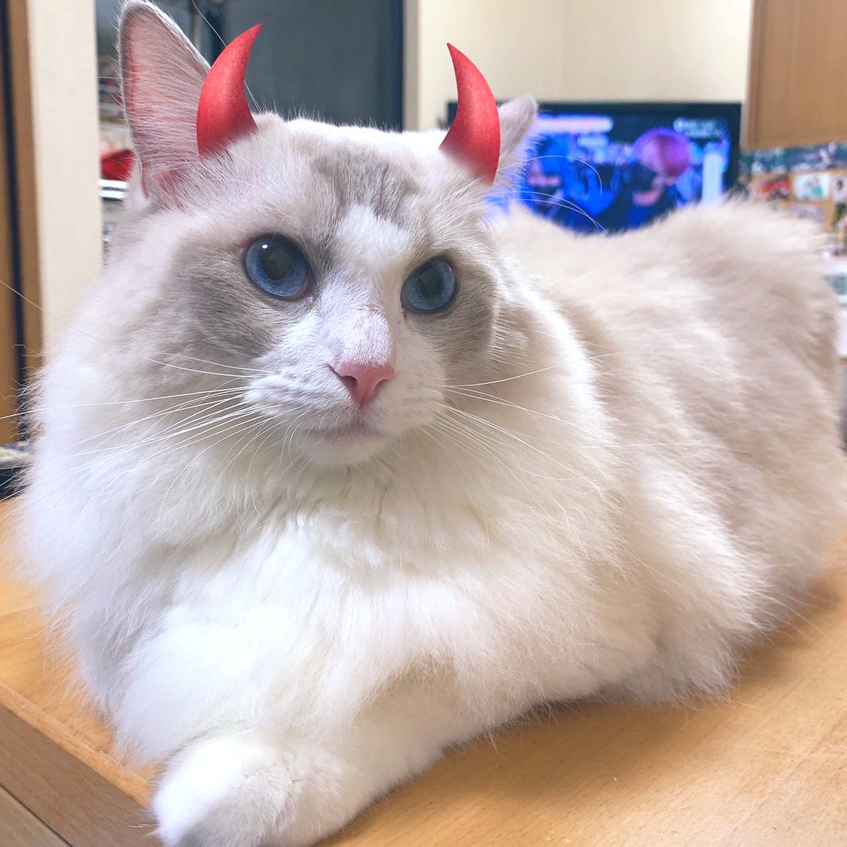 0527_haku's tweet photo. 投薬50日目です🍀

#fip #猫伝染性腹膜炎 #猫好きさんと繋がりたい #猫  #猫のいる幸せ　#猫のいる暮らし　#ネコチャンカワイイ　#クラウドファンディング　#拡散希望 https://t.co/TY8AMxRTbQ