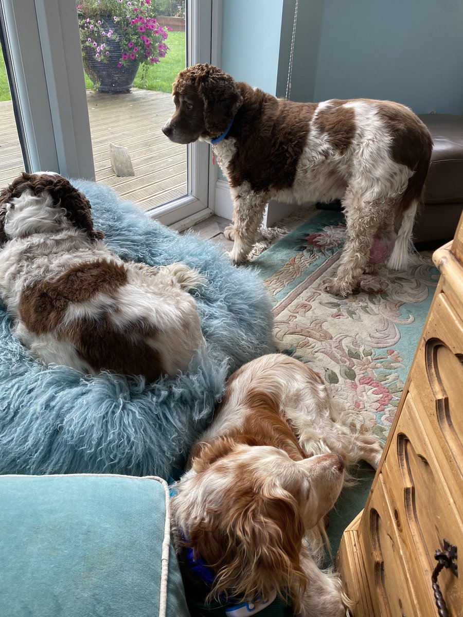 SpanielsSuper's tweet photo. @h_hunterhaynes Thank you ๐ Weโre all rescue pups, mum said our former owners didnโt deserve to have us & donโt know what they are missing #WerePerfect #AdoptDontShop https://t.co/oTWPmIOJx3