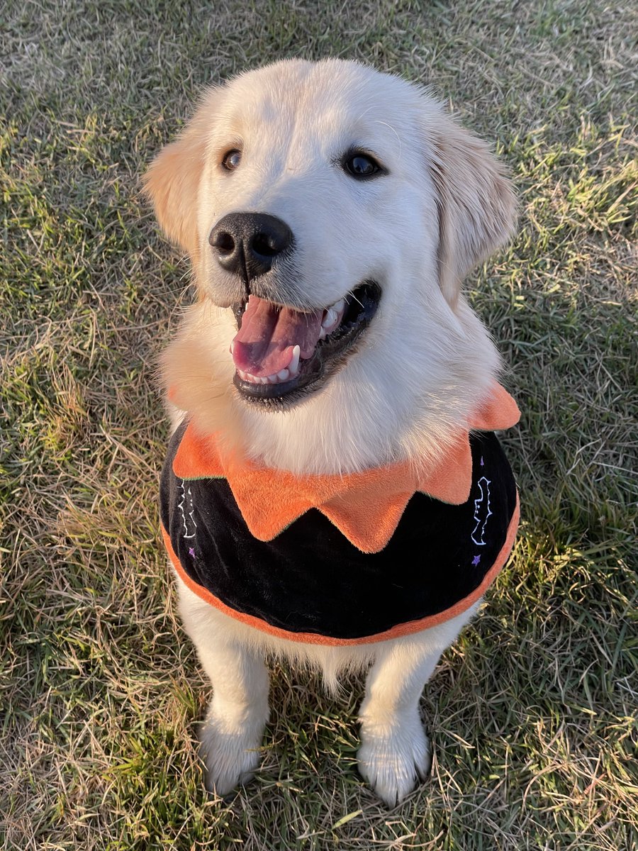 할로윈이니까 먹을 거 내놓으라는 강쥐