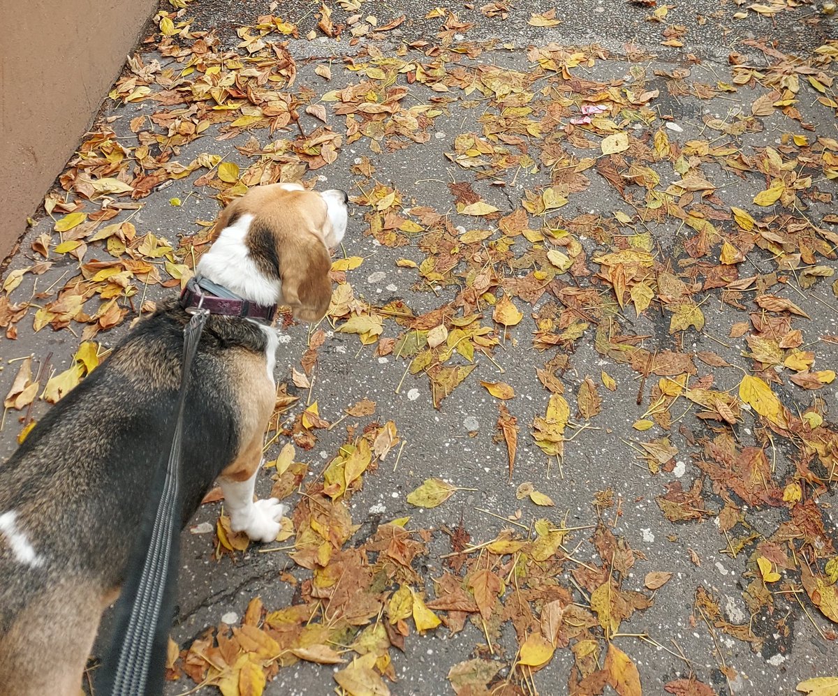 BeagleArya's tweet photo. Autumn has arrived!
#DogsofTwittter #Beagle https://t.co/D93P0OIxNk