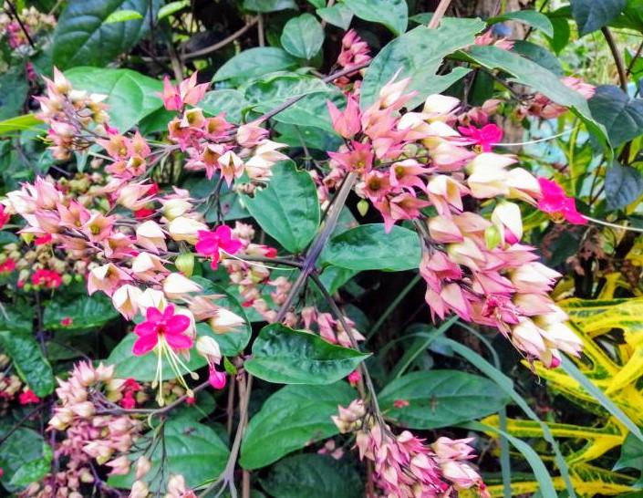 dreamyardgarden's tweet photo. Clerodendrum thomsoniae "bleeding-heart vine" are highly decorative ornamental plants. They are well known for their two-coloured flowers.
#Clerodendrumthomsoniae #bleedingheartvine #flowers #gardenideas #dreamyardgardens #DYG https://t.co/FaybkWqPUc