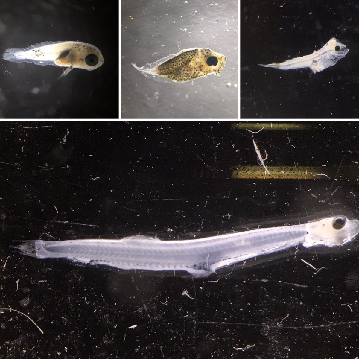 Highlight #thread for 2016 #PelticSurvey and #Halloween 🎃! What frightens our research team during a survey? Probably gear damage or loss of samples! Here is a #thread 👇of ‘spooky’ encounters from the plankton net and pelagic trawl. <a href="/CefasGovUK/">Cefas</a> <a href="/MARINElife_UK/">MARINElife</a>