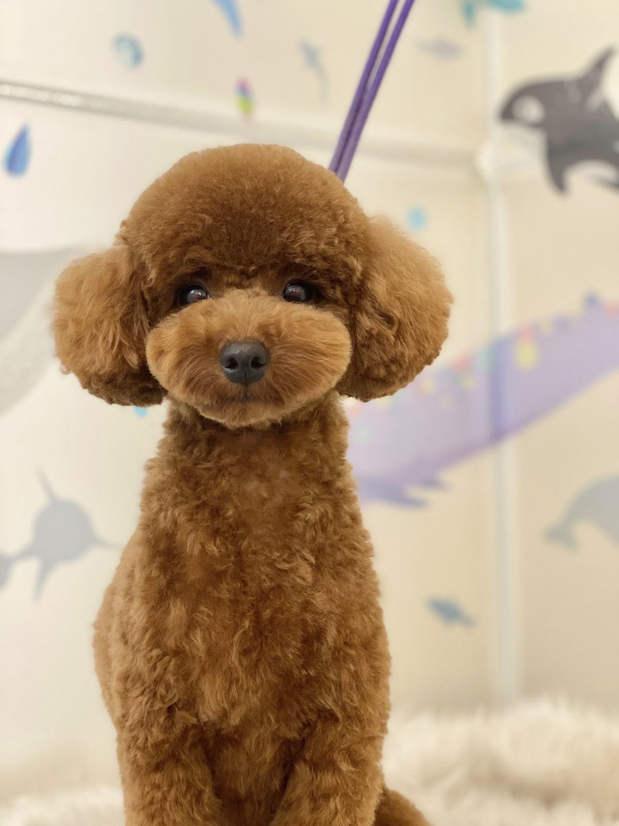 Tete200824's tweet photo. テテです！愛犬専用垢作りました🐶
#トイプードル 
#犬のいる暮らし https://t.co/ekEzVSeQsS
