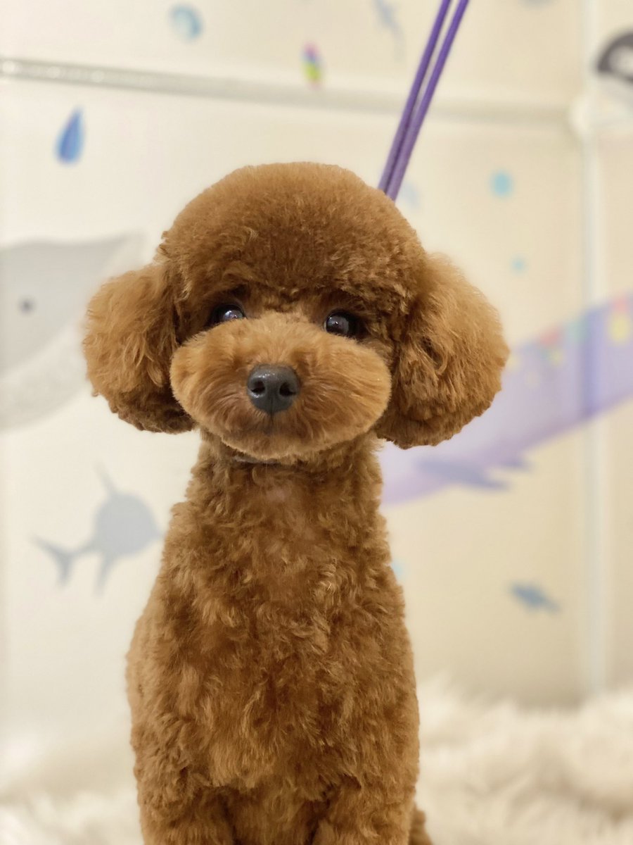 Tete200824's tweet photo. テテです！愛犬専用垢作りました🐶
#トイプードル 
#犬のいる暮らし https://t.co/ekEzVSeQsS