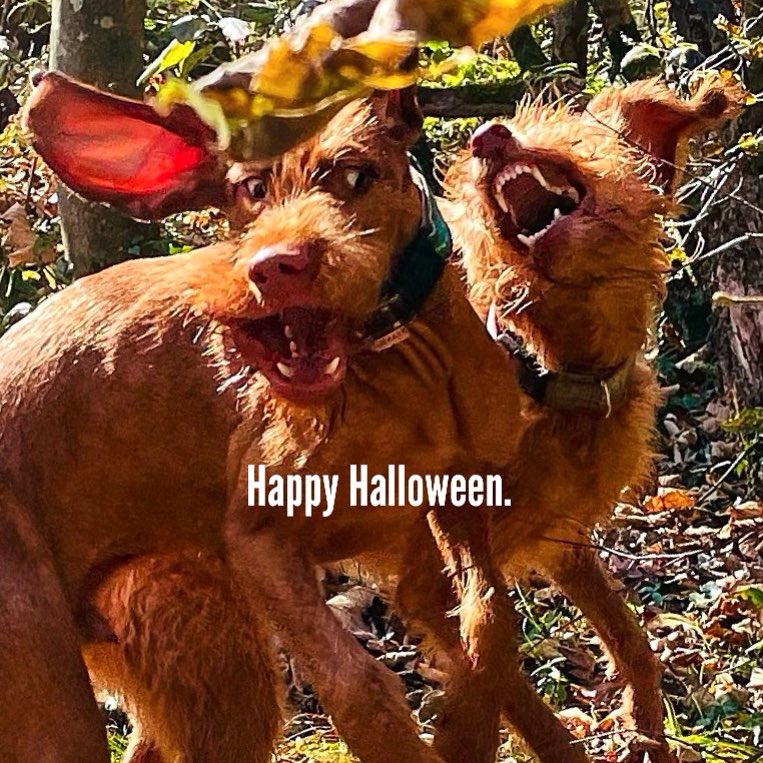 DogPerro1's tweet photo. #dogsoftwitter #dogsofhell https://t.co/Jtj6W3RoiL