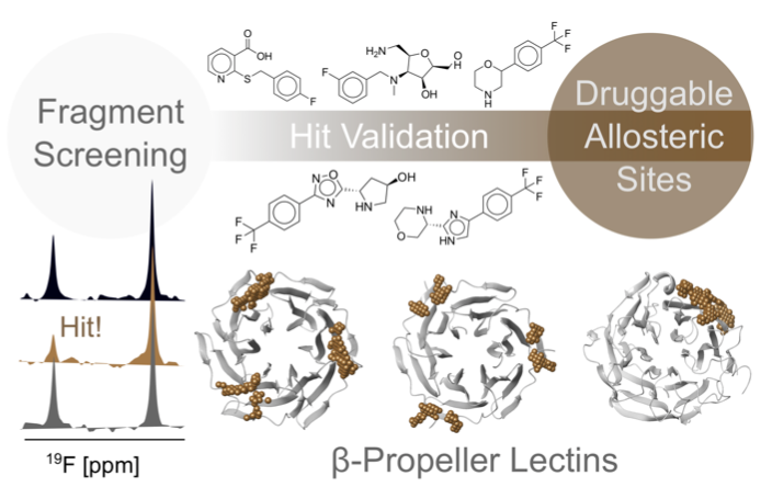 Great teamwork with @AnneImberty and colleagues to find new classes of allosteric inhibitors for beta-propeller lectins: onlinelibrary.wiley.com/doi/10.1002/an… Happy to be part of this larger collaborative effort towards novel #antibiotics