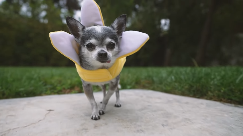 TheNastyFiles's tweet photo. happy halloween!👻 from dogs. new video on julens channel! https://t.co/tsWtDmc7Wx