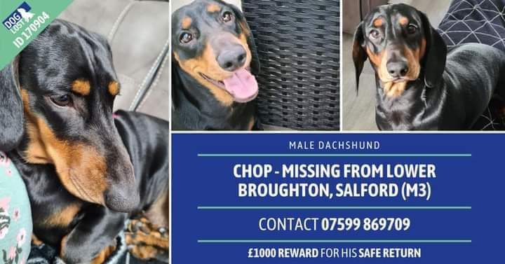 #FindMissingChop - black & tan adult male #Dachshund #Lost from Silk / Adelphi Street #LowerBroughton #Salford #Manchester #M3 area on 29/10/21. #Microchipped £1000 #Reward for safe return facebook.com/groups/7078640…