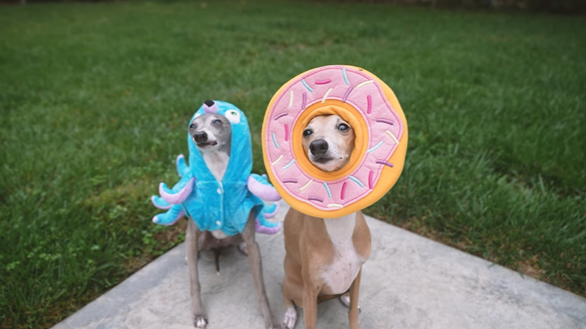 TheNastyFiles's tweet photo. happy halloween!👻 from dogs. new video on julens channel! https://t.co/tsWtDmc7Wx