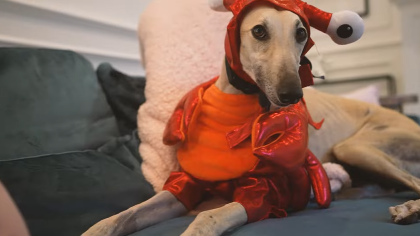 TheNastyFiles's tweet photo. happy halloween!👻 from dogs. new video on julens channel! https://t.co/tsWtDmc7Wx