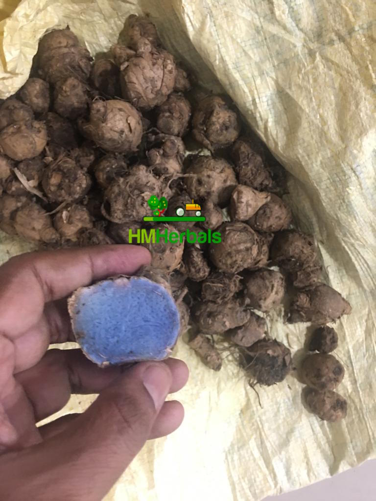 kalihaldi's tweet photo. Best Quality black turmeric #BlackTurmeric #kaliHaldi https://t.co/6hLyZKB4Jx
