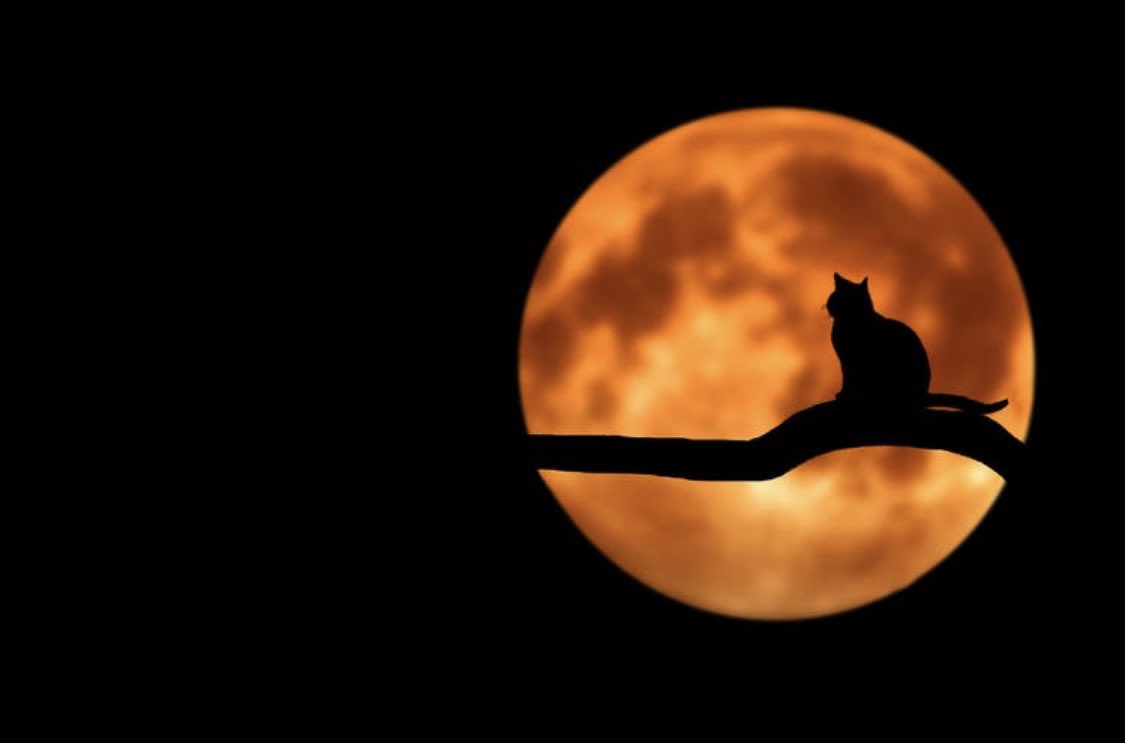 Senioropolis tweet media