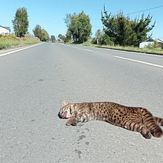 FelinosChile's tweet photo. 😿Ayer atropellaron nuevamente un gato güiña en #chiloé
👉Si vas a manejar, maneja con precaución
👉Respeta los límites de velocidad
👉Ayudemos a la conservación de nuestra querida @leopardusguigna
Créditos 📸: M Gipoulou
Fuente:@defendamos_chiloe
#YoCuidoAlGatoGüiña  #gatogüiña https://t.co/xuiY8FjoDi
