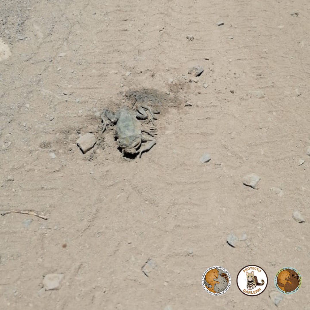 FelinosChile's tweet photo. Lamentablemente hoy en nuestra salida de campo en el Norte, nos encontramos con fauna atropellada, siendo la muerte por atropello una de las principales amenazas de nuestros felinos silvestres 
👉Hacemos el llamado a manejar con precaución
#chile🇨🇱 
#felinossilvestreschile https://t.co/I1fqvvOKdi