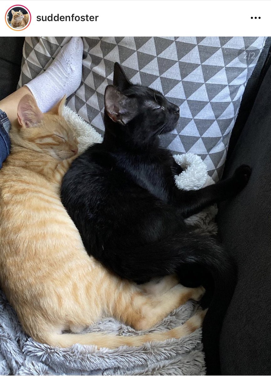 HitMe90s's tweet photo. @thechrisbarron Happy Halloween from these two cuties we’re fostering!! 🖤🧡🎃 They are up for adoption through @StrayCat_SCA if anyone in Los Angeles has a furever home to share with these bonded sweeties. @Suddenfoster on insta for more info! #JettAndSailorFoster #cathalloween https://t.co/JA13hQroBl