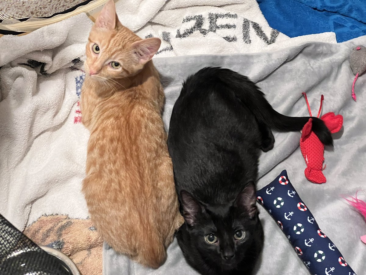 HitMe90s's tweet photo. @thechrisbarron Happy Halloween from these two cuties we’re fostering!! 🖤🧡🎃 They are up for adoption through @StrayCat_SCA if anyone in Los Angeles has a furever home to share with these bonded sweeties. @Suddenfoster on insta for more info! #JettAndSailorFoster #cathalloween https://t.co/JA13hQroBl