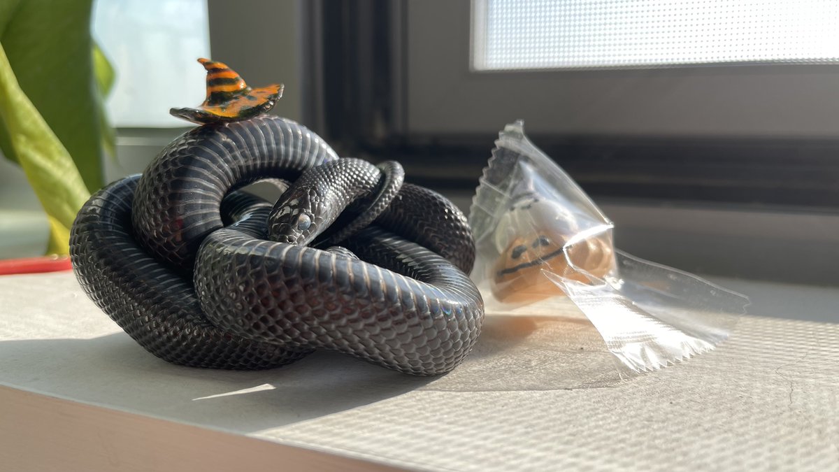 Circle_bu's tweet photo. Snake and Halloween！！🎃🎃🎃
Handmade small hat🎩
#Halloween  #snake #snakes #snke #爬虫類 #Reptiles #HappyHalloween2021 https://t.co/GpB0IyaXuA