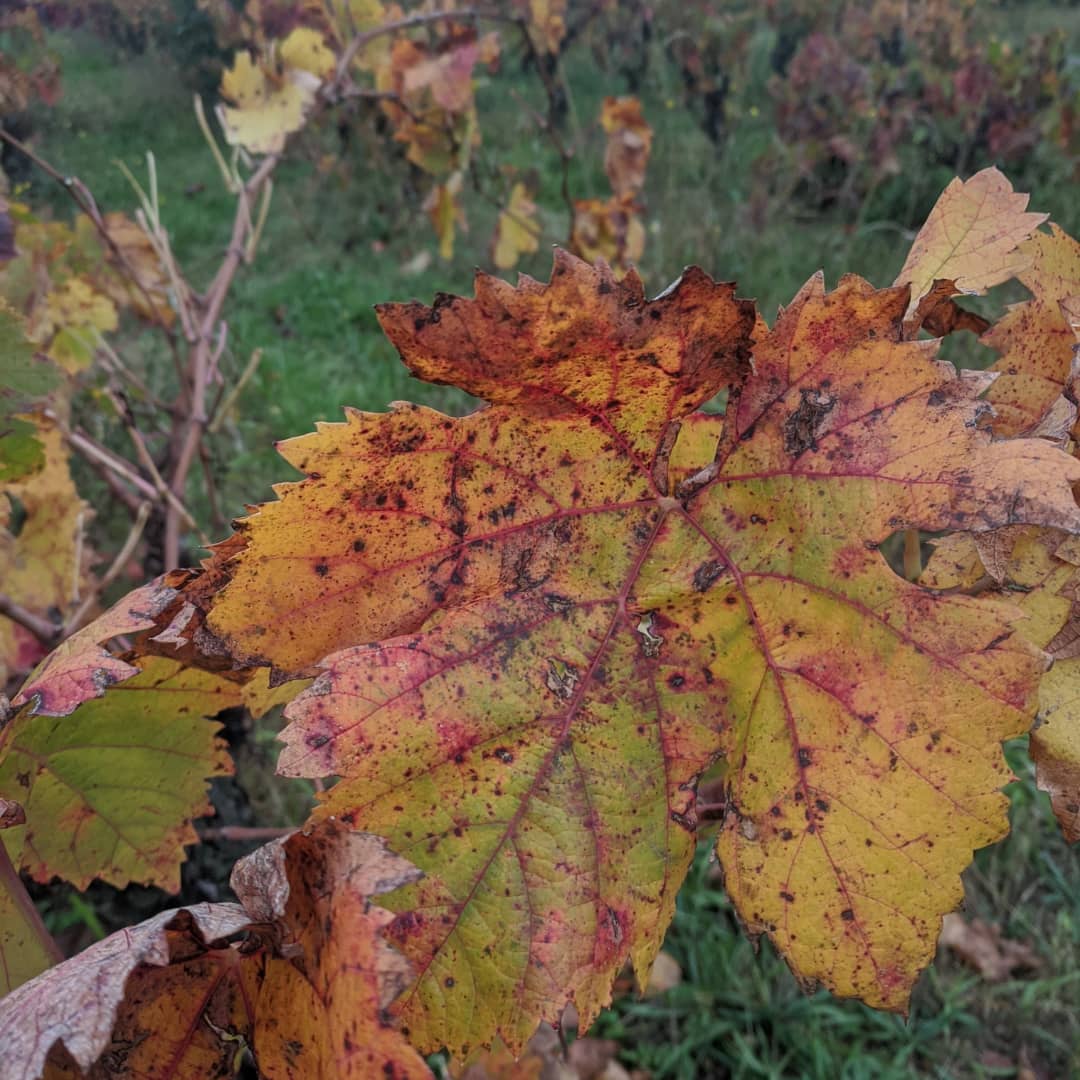 rieucoulon's tweet photo. #carignan #carignanday #drinkcarignan
Carignans du cep à la bouteille avec un
Souvenirs d'une dégustation estivale verticale de LasPillas, #100%carignan made in #Montpellier
#desvignesenville https://t.co/CVrVQbbqrA