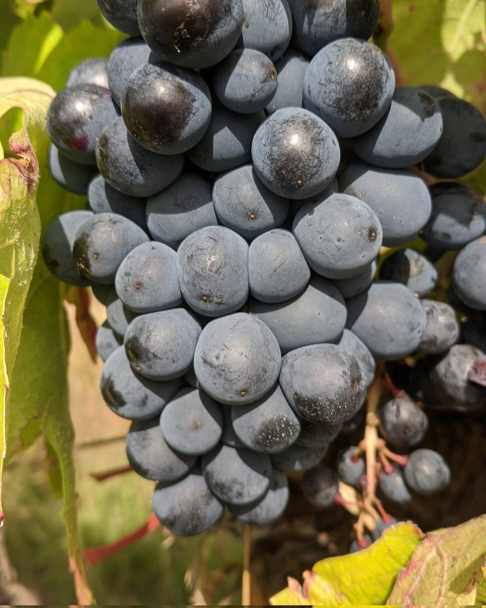 rieucoulon's tweet photo. #carignan #carignanday #drinkcarignan
Carignans du cep à la bouteille avec un
Souvenirs d'une dégustation estivale verticale de LasPillas, #100%carignan made in #Montpellier
#desvignesenville https://t.co/CVrVQbbqrA