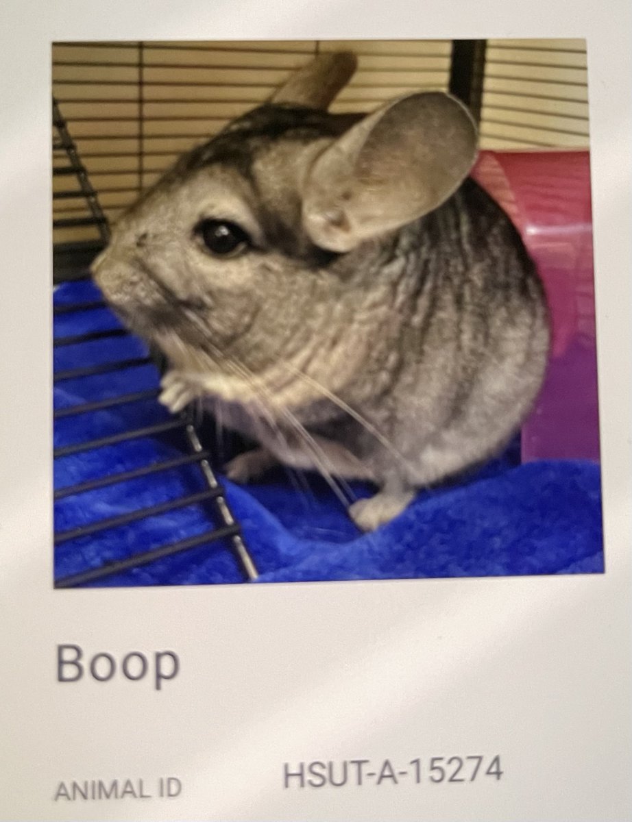 BOOP! tweet media