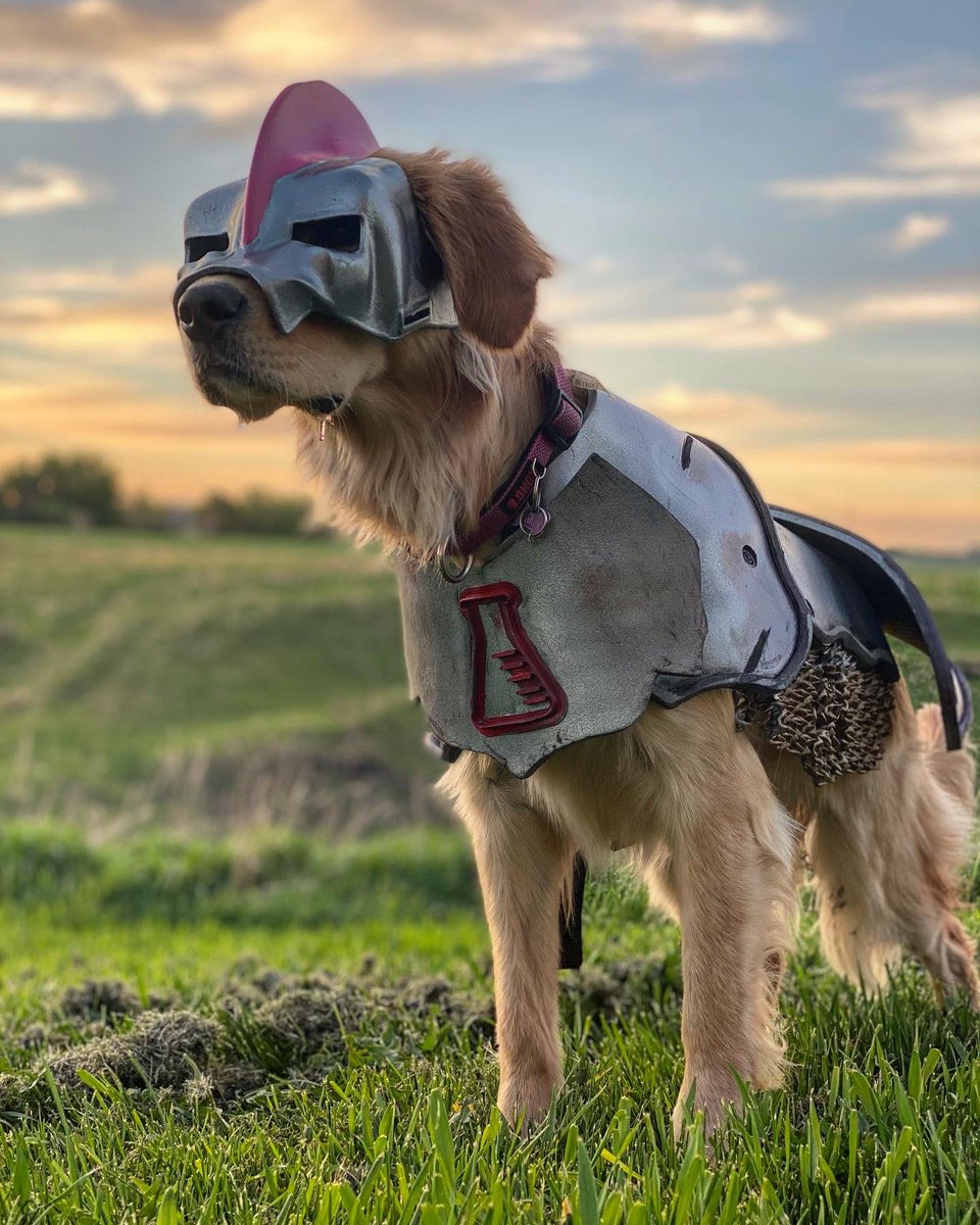 bunsenbernerbmd's tweet photo. It’s our battle armour!
We ready to defend House Science!
#halloween2021 #Halloween #Skyrim #Dogonboure #FusRuffDog https://t.co/9Pe70NKDGK