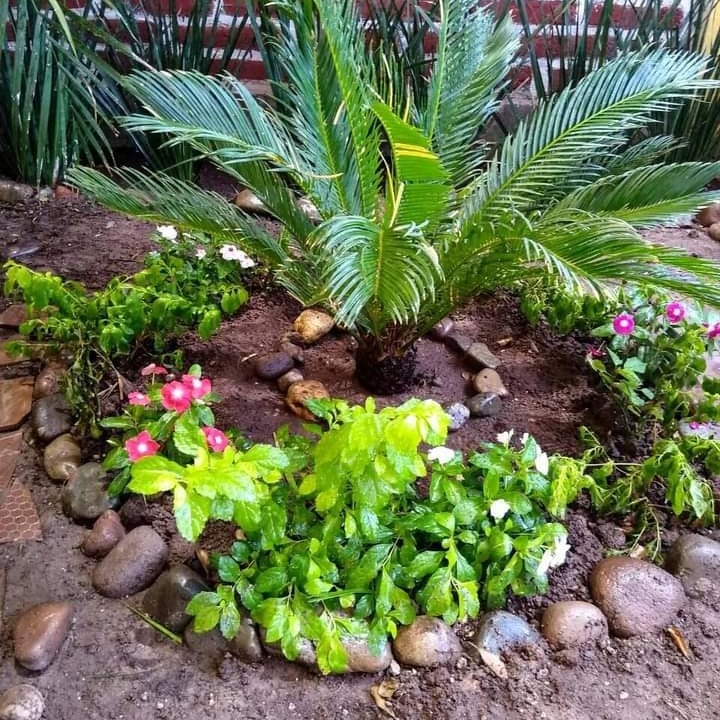 JasbHustle's tweet photo. #Jardin!🌺🍀 https://t.co/Sxx0SrnKGb