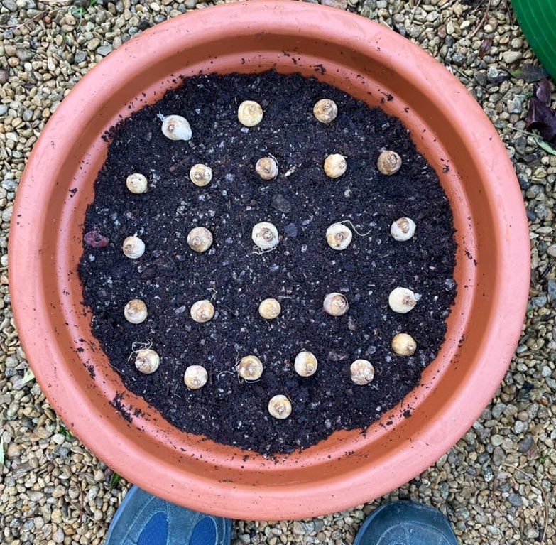 RJDRetiree's tweet photo. Managing a dark evening with plans for next Spring - #gardening is inherently optimistic #bulbplantingtime #springflowers https://t.co/oT4e3X4v3A