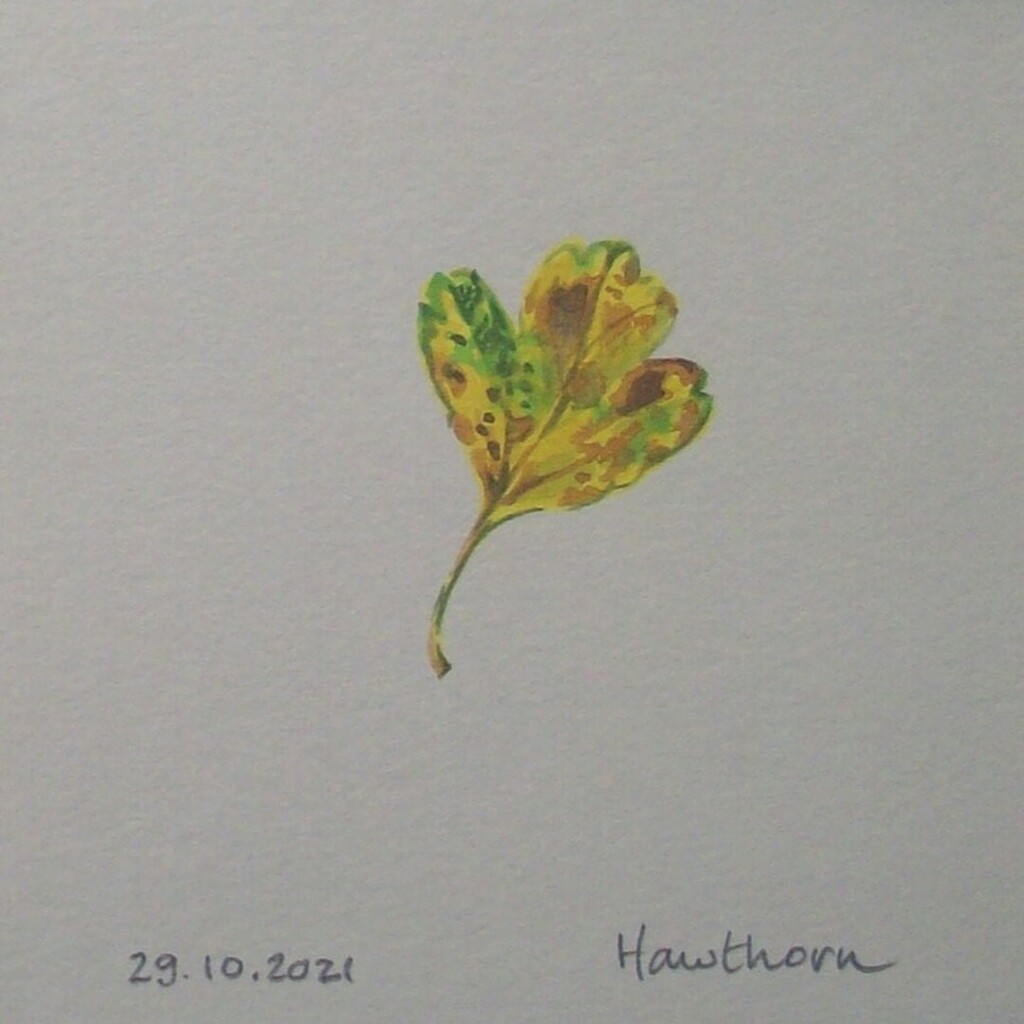 KateWhapham's tweet photo. Tiny hawthorn leaf for day twenty-nine.
#leafoctober #leaf #hawthorn #watercolour #autumn #art #dailysketch https://t.co/c7FfzA9ezp https://t.co/O5b3MIUFVq