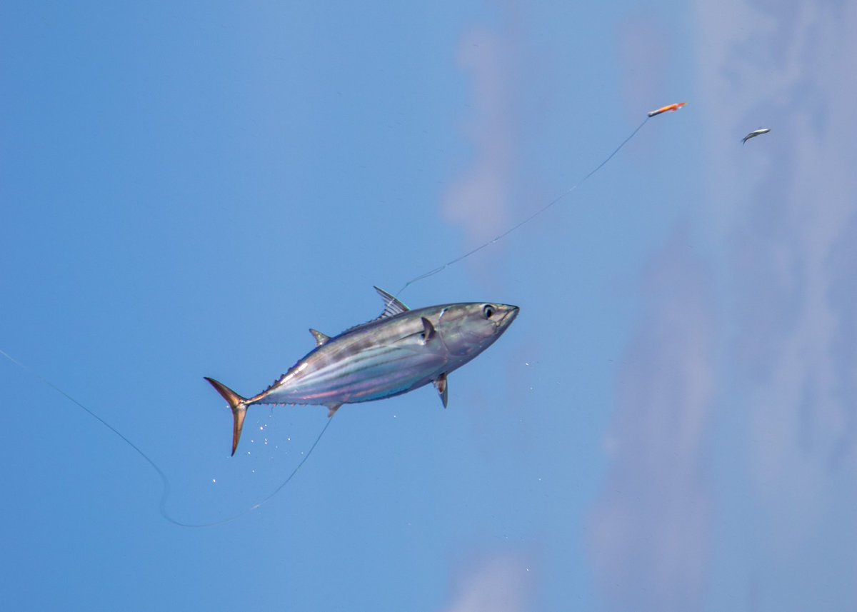 ZuvaanMasveriya's tweet photo. One ☝️ Fish 🐠 at a time 🎣🚣
One ☝️ hook 🪝 one pole 🎣🚣
#sustainability #Sustainable #fishing
#OneByeOne☝️ https://t.co/ozAdMqz9NR