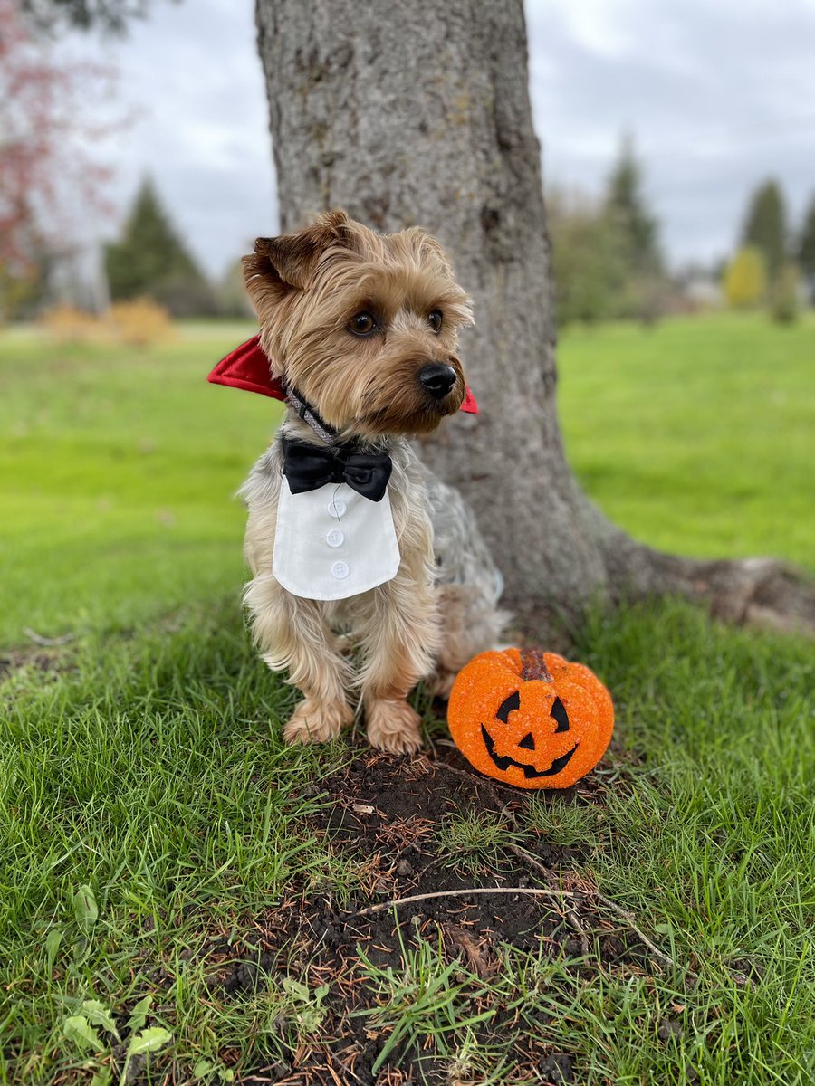 nackynoo77's tweet photo. Happy Halloween!! 🎃🐶🧛🏻 https://t.co/LTJaD5Vybp