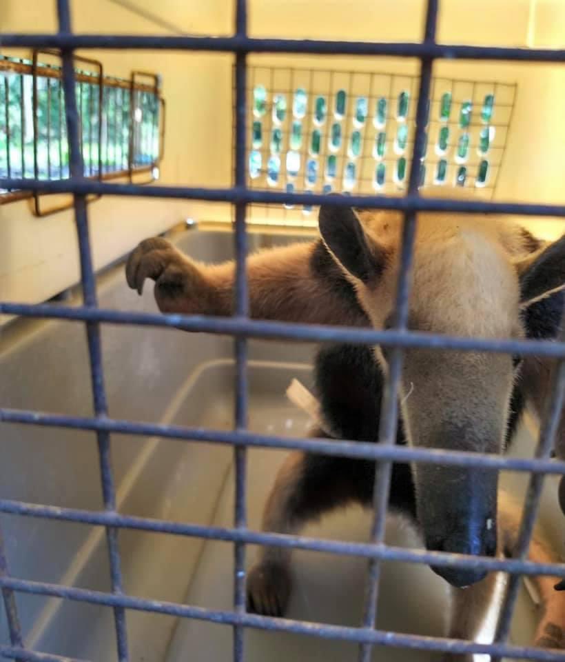 armandocalisps's tweet photo. Hace algunos meses el equipo de gerencia de ambiente de la alcaldía encontró este oso hormiguero y lo trasladó de regreso al Merendón. Estába perdido. La protección animal forma parte también de la agenda de trabajo de San Pedro Sula. https://t.co/90WRzmWOlv