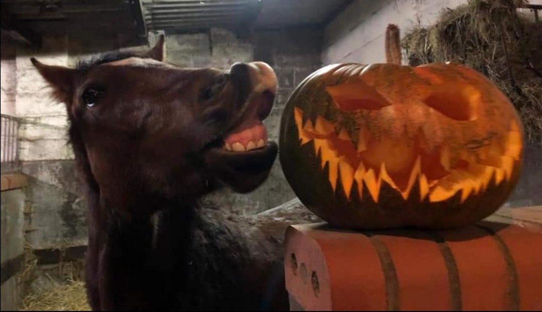 Cott5J's tweet photo. It's all 😆smiles in the stable tonight, v glad to be out of this weather #Pembrokeshire 💙 #WildWeather 💨🍃🌧️ #halloween2021 🧙‍♀️ https://t.co/hm13W85lsQ