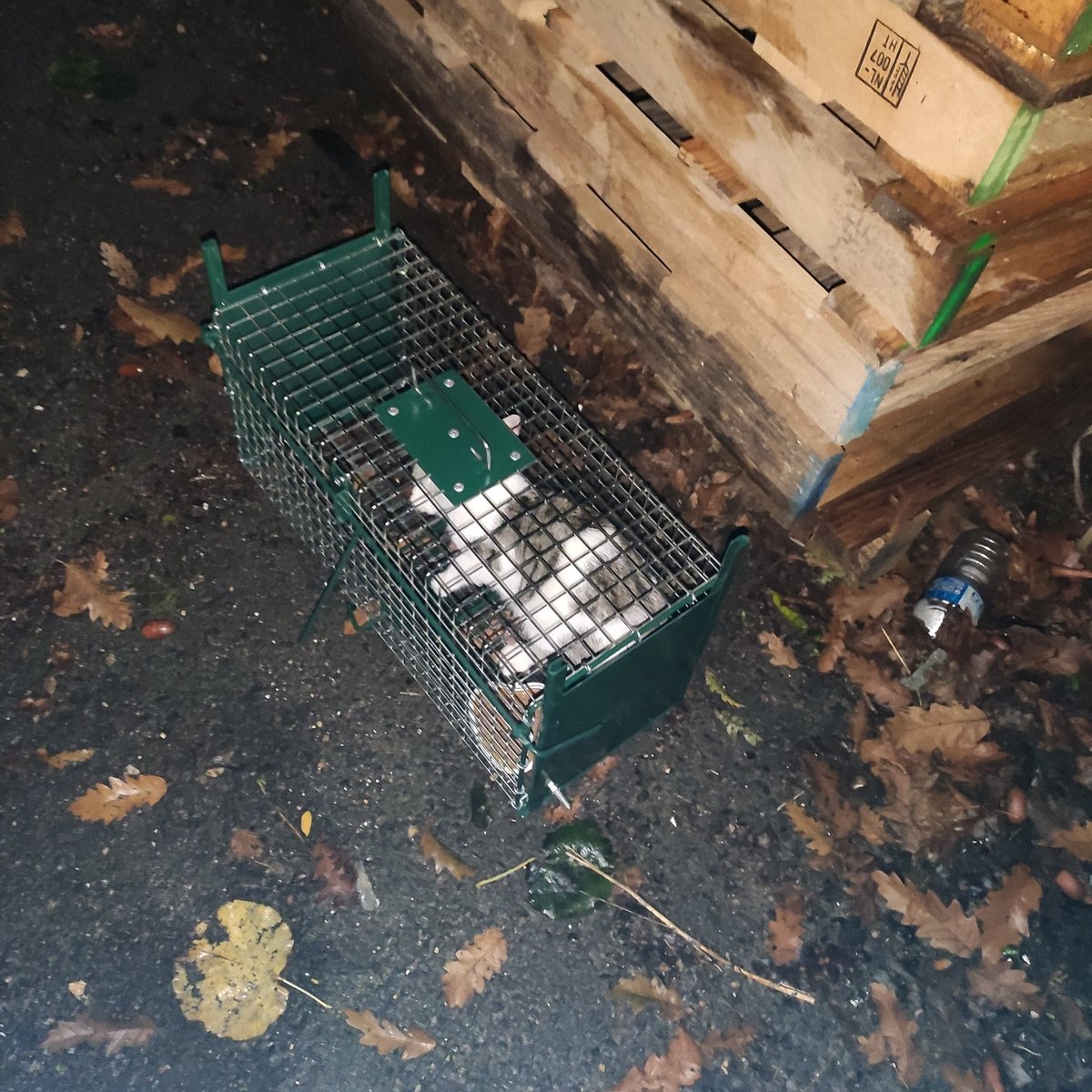 BoubaCie's tweet photo. #trappage Site C #Paris13
2ième chaton
On tente le 3ième 🤞 https://t.co/oBaDQrkeDG