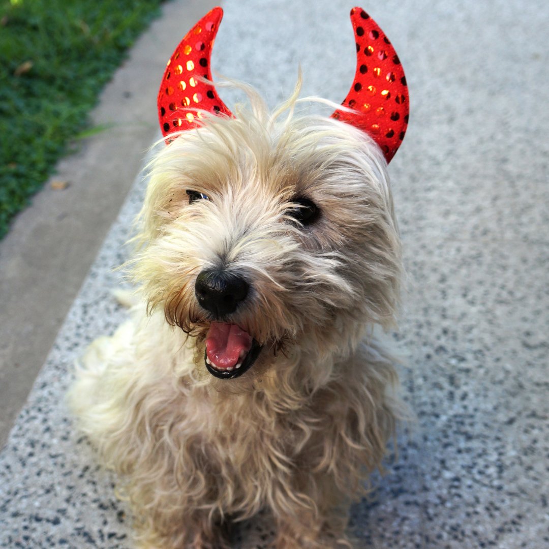 Happy Holistic Hound-O-Ween!