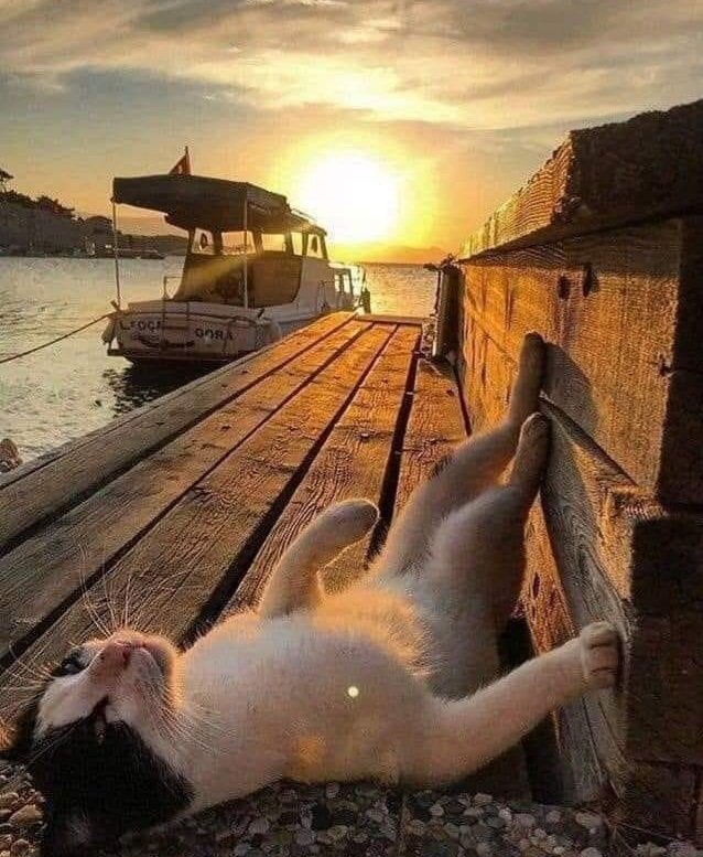artemisiaa__s's tweet photo. Yarına Not:

Yol,  yola çıktıktan sonra aydınlanır...

      #iyiaksamlar https://t.co/8CI2Nh6FS2