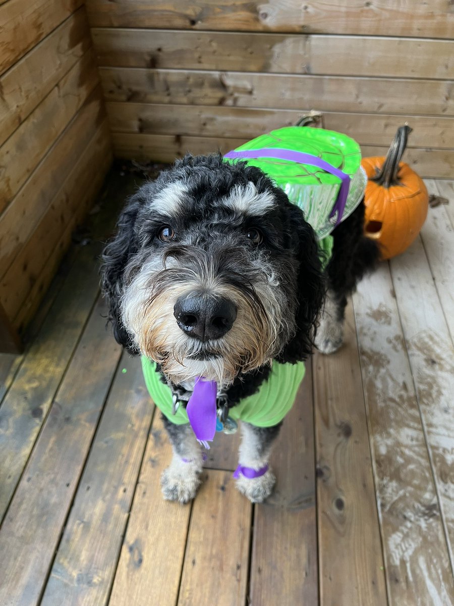 misscbrown12's tweet photo. Cowabunga Dude!! 🐢💜 Happy Howl-o-ween from Aspen 🎃 @tybak11 https://t.co/oH2qjiti0z
