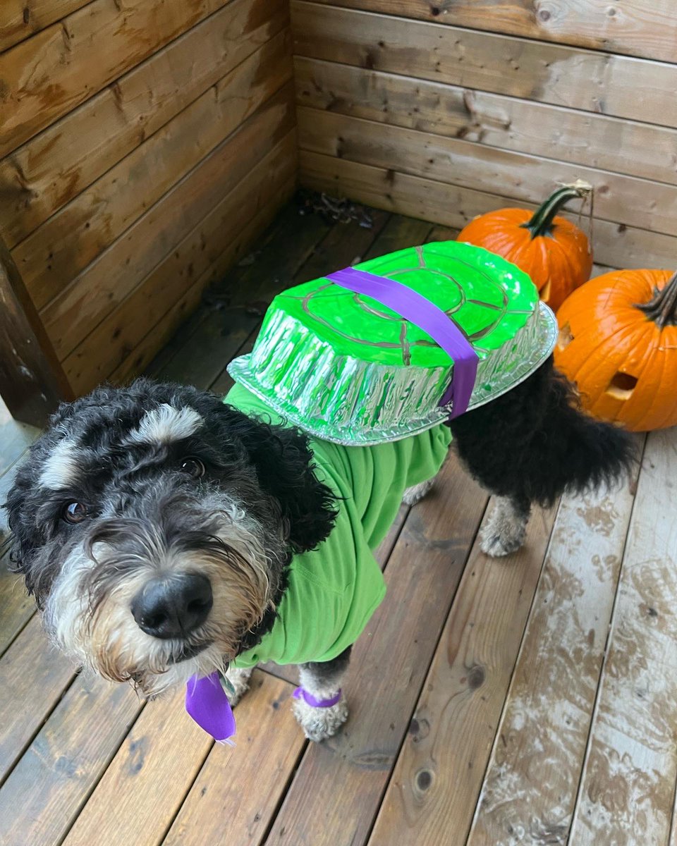 misscbrown12's tweet photo. Cowabunga Dude!! 🐢💜 Happy Howl-o-ween from Aspen 🎃 @tybak11 https://t.co/oH2qjiti0z