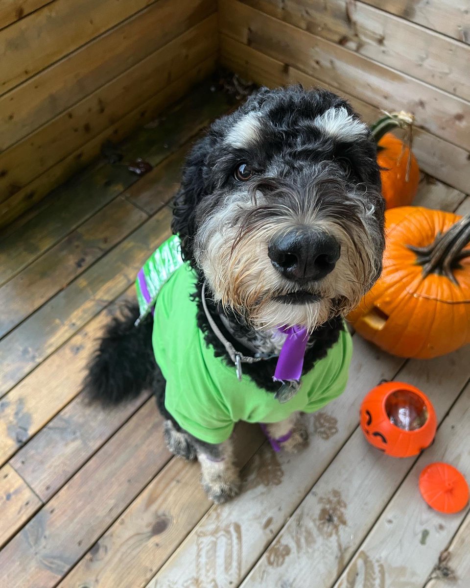misscbrown12's tweet photo. Cowabunga Dude!! 🐢💜 Happy Howl-o-ween from Aspen 🎃 @tybak11 https://t.co/oH2qjiti0z