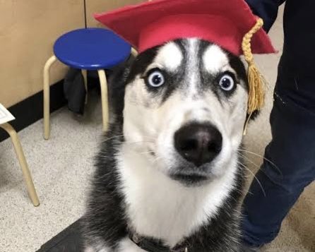 In case your timeline needs shocked puppers 👌