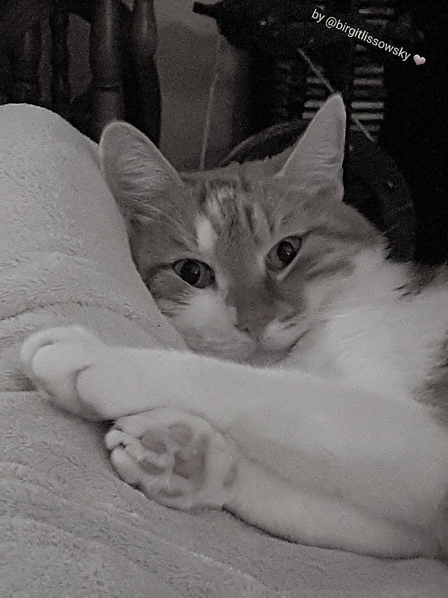 Birgit Lissowsky tweet media