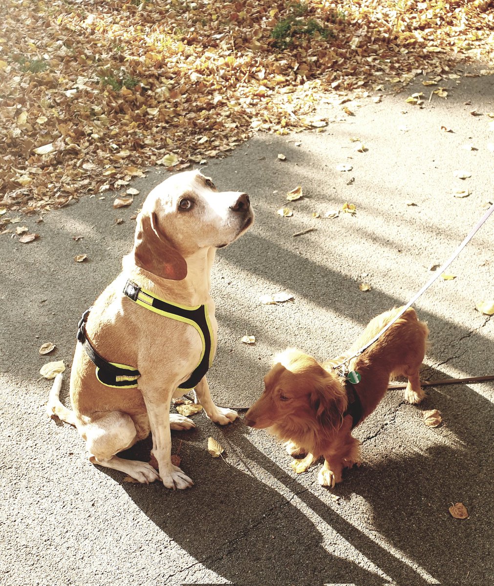 sannepoechacker's tweet photo. Nach 2,5 G kommt jetzt 1,5 S(itz)😊 @lovion #dornbach #ottakring #hernals #neuwaldegg #dogsofinstagram #instadogs #hundeliebe #herbstliebe #natur #wien https://t.co/bmoElJtLKH