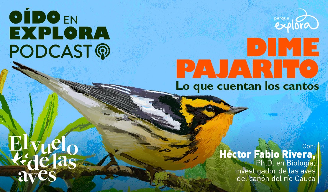 ParqueExplora's tweet photo. El CANTO de las aves puede ser lenguaje y síntoma. Es decir, puede revelar la ubicación de comida para el resto de la bandada, por ejemplo, o el avance secreto de una enfermedad. 

👇🧵 https://t.co/3KpDnMcZnX