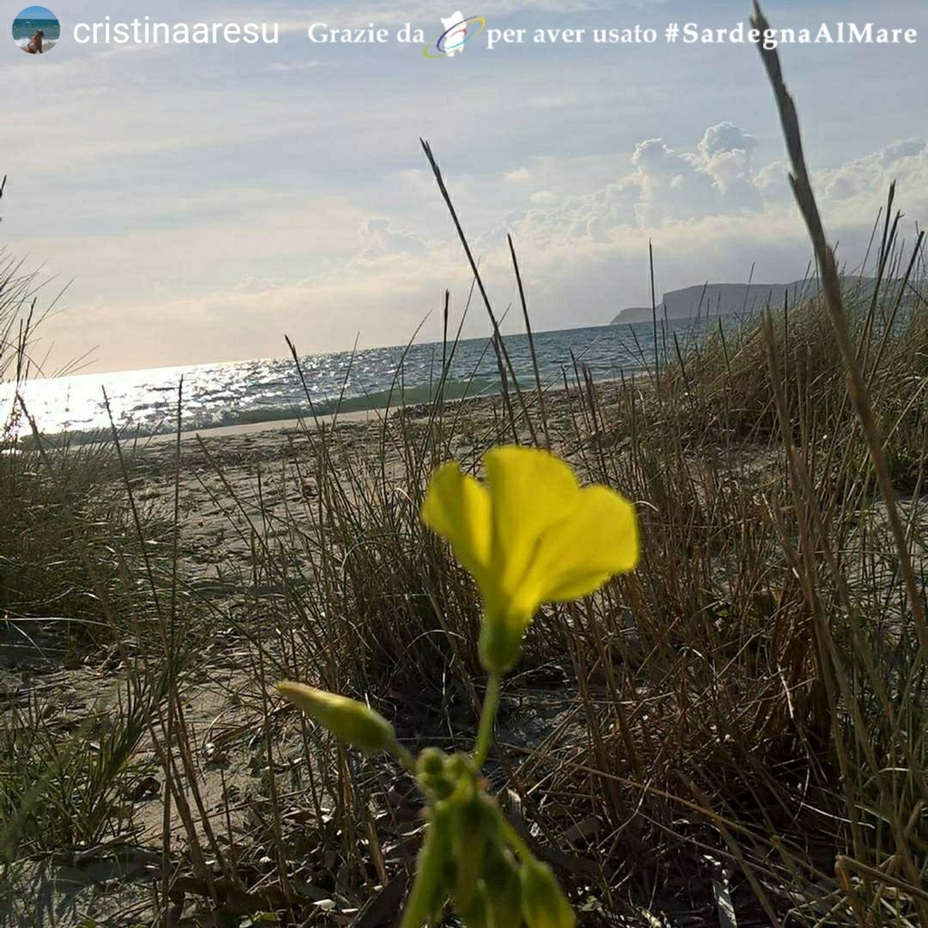 SardegnaAlMare's tweet photo. Da Cagliari 🌃 🌊 ⛱️ # SardegnaAlMare #spiaggia #sardegna #sardinia #ichnusa #cagliari #portodicagliari #cagliariatalanta #cagliaricity #cagliarigram #igerscagliari #casteddu #Casteddai #instasardegna #igers_sardegna #instagood #instalike #ilovesardegna #yellerssardegna #lanuo… https://t.co/N9xatPPsio