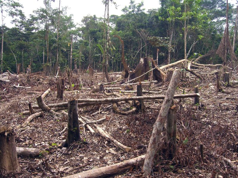 SchweizerBauer's tweet photo. #Ureinwohner fordern Erhalt des #Amazonasgebietes
Kurz vor Beginn der #Uno-#Klimakonferenz haben Ureinwohner verschiedener südamerikanischer Länder den Erhalt der #Amazonasregion gefordert.
https://t.co/5vgc6zTnW1 https://t.co/flV1fegrGW
