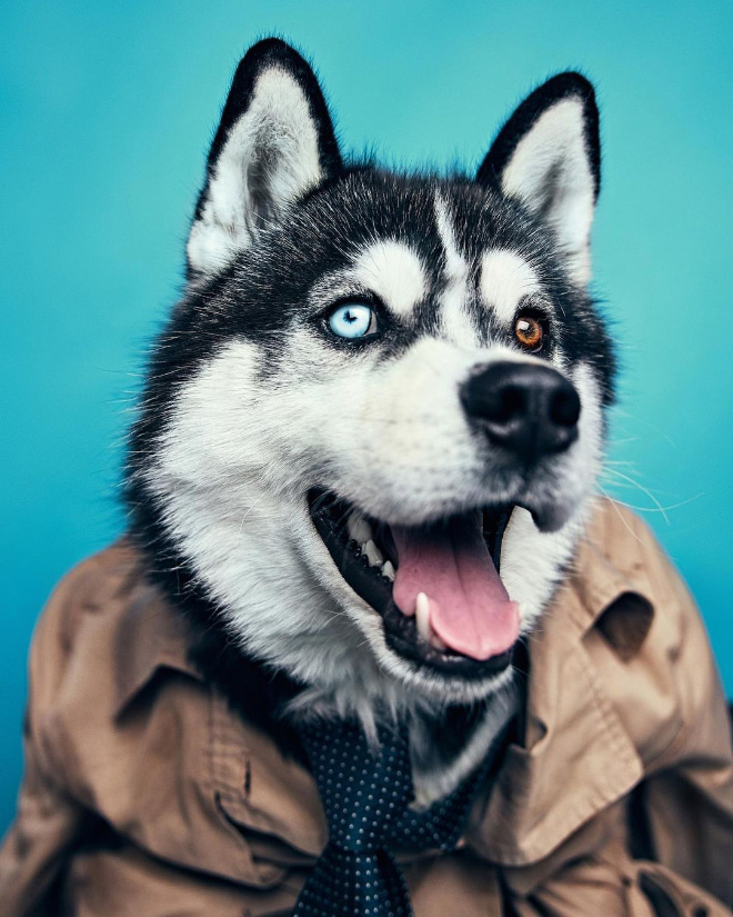 aemebedesign's tweet photo. CÃES COM ROUPAS HUMANAS
Abrigo de animais, veste cachorros com roupas de humanos para incentivar adoção.
Em:
https://t.co/eo7kjVlpl5

#huskyekb_береника #husky #huskysiberiano #dog #cachorro #animal 
#nikitazhurnakov #kirilllaptev #photography #fotografia #aemebe https://t.co/g2m23QBSYg