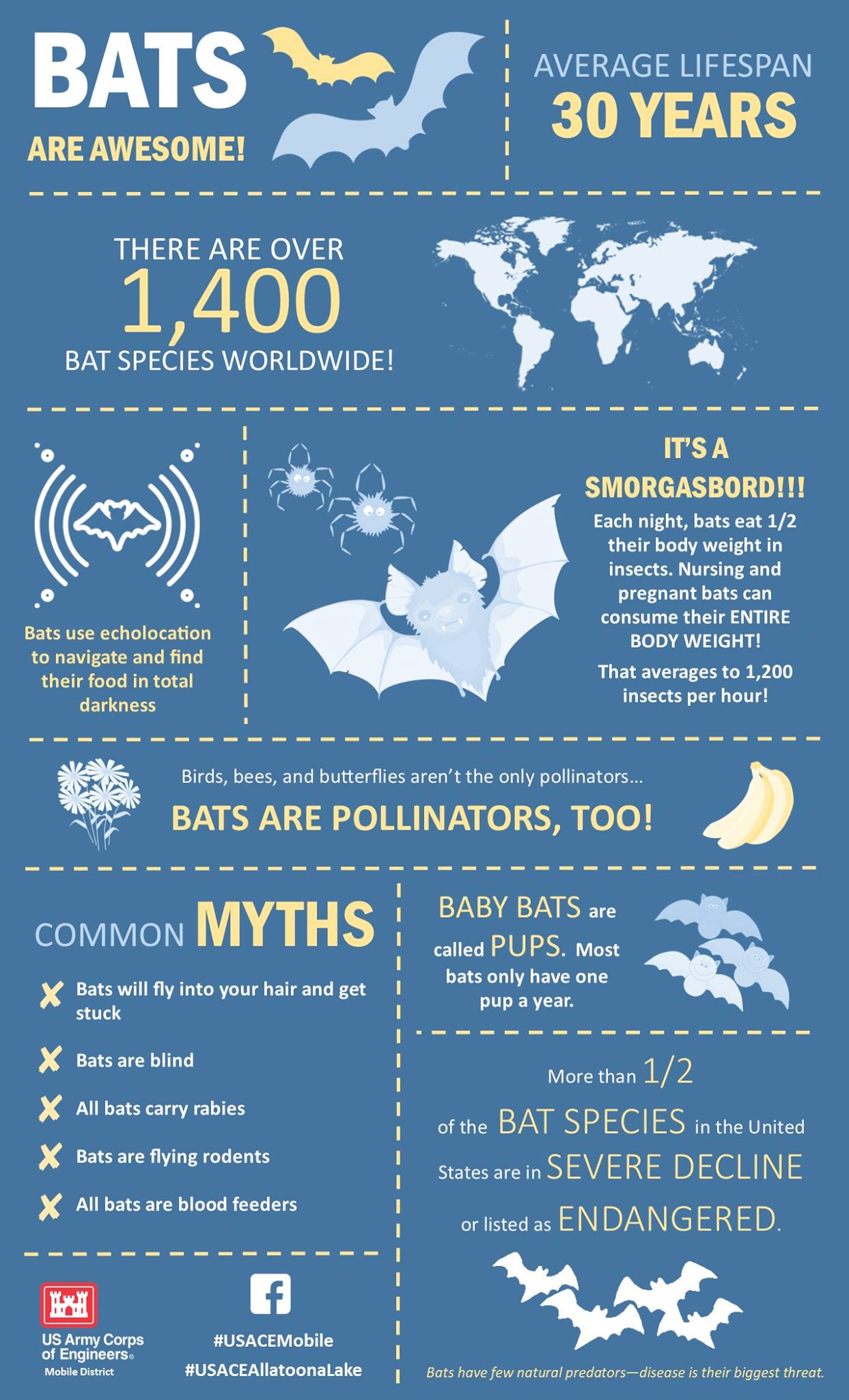 USACE HQ в X: „It&rsquo;s Bat Week AND Halloween! Did you know the 